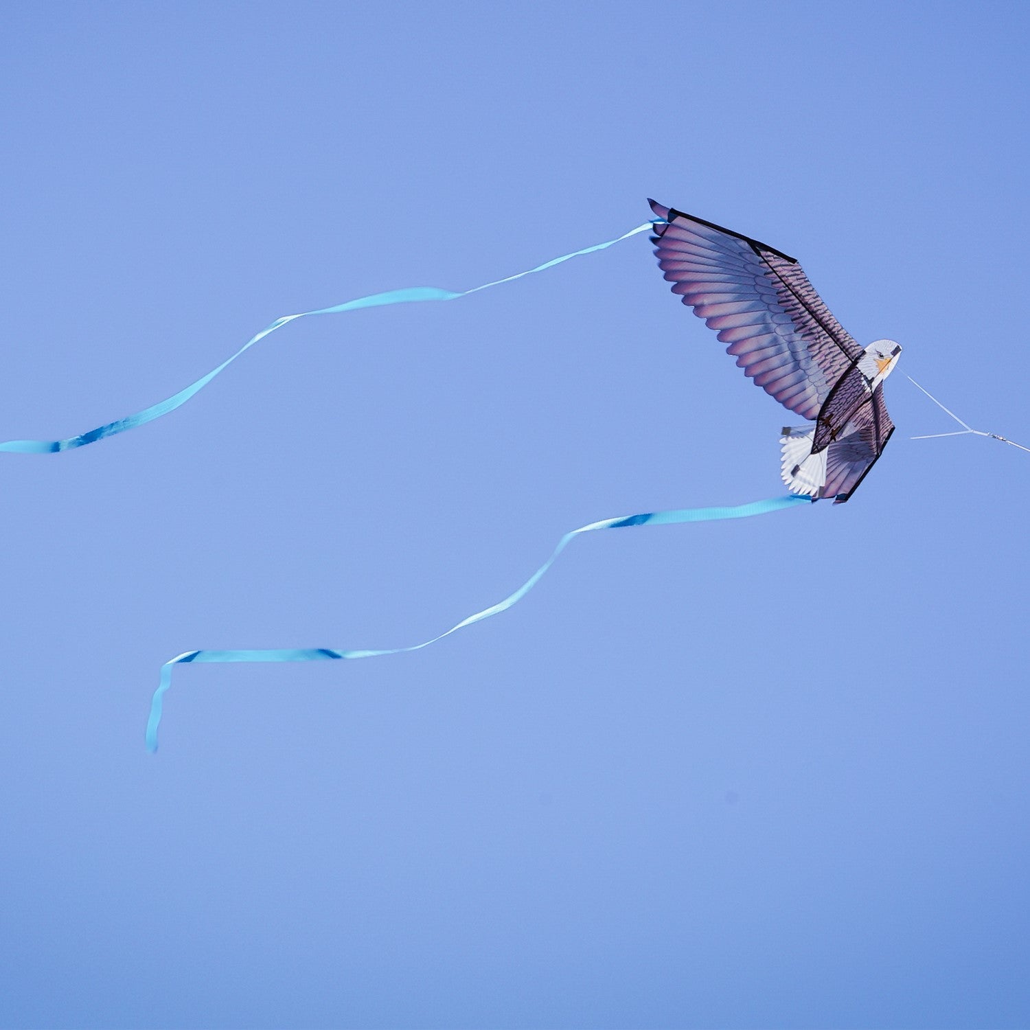 40-Inch Bald Eagle Bitty Bird Kite soaring in the sky, featuring realistic details, streamer tails, and ripstop fabric for outdoor fun.