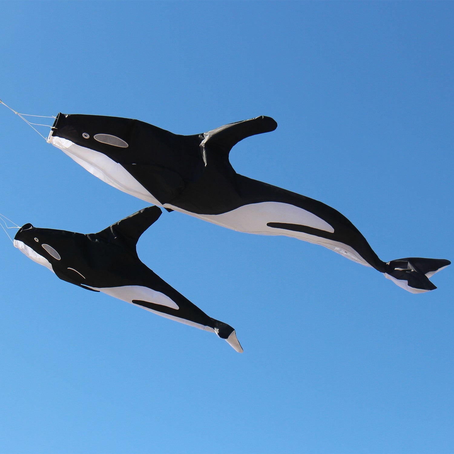 54-inch 3D Orca Windsock with embroidered details, gracefully swimming in the wind, showcasing its vibrant colors in an outdoor setting.