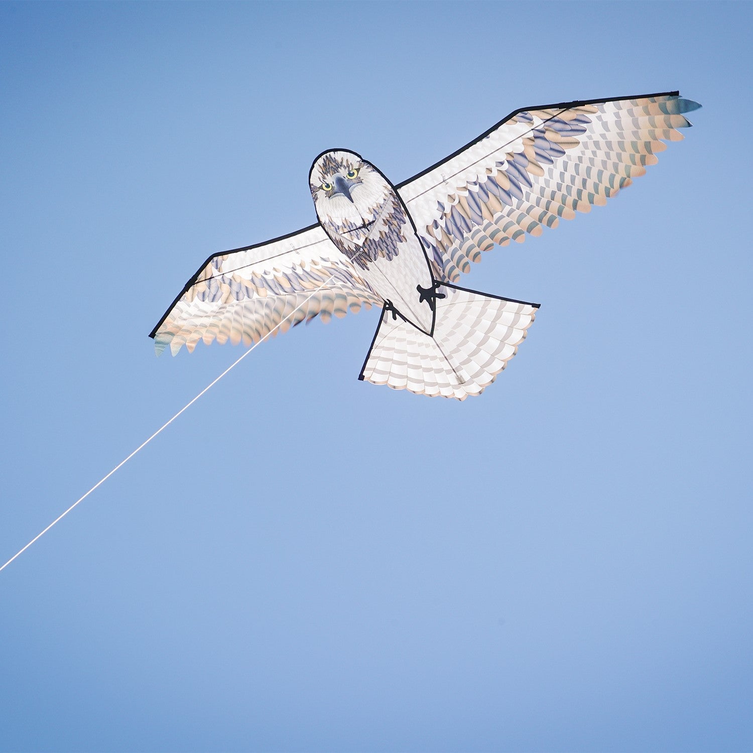 70-inch Osprey Kite with realistic detailing and colorful features soaring in the sky against a blue background.