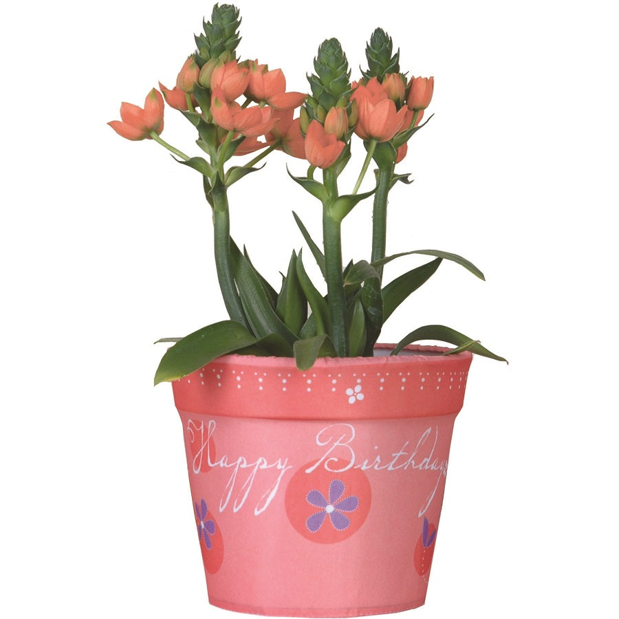 Flower Pot Cover - Happy Birthday featuring a vibrant design, perfect for indoor pots and celebrations, enhancing the festive atmosphere.