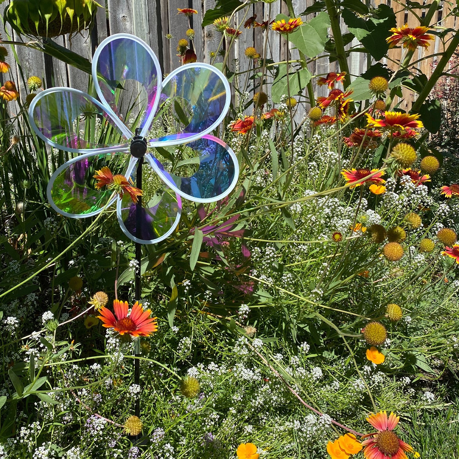 Colorful 13.5" Iridescent Windee Wheelz Spinner with transparent petals spinning in the garden under sunlight.