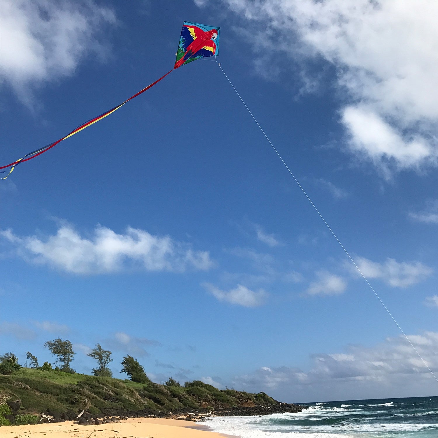 Parrot 30" Diamond Kite featuring colorful macaw design, easily flying in the sky, showcasing its vibrant tails and durable materials for outdoor fun.