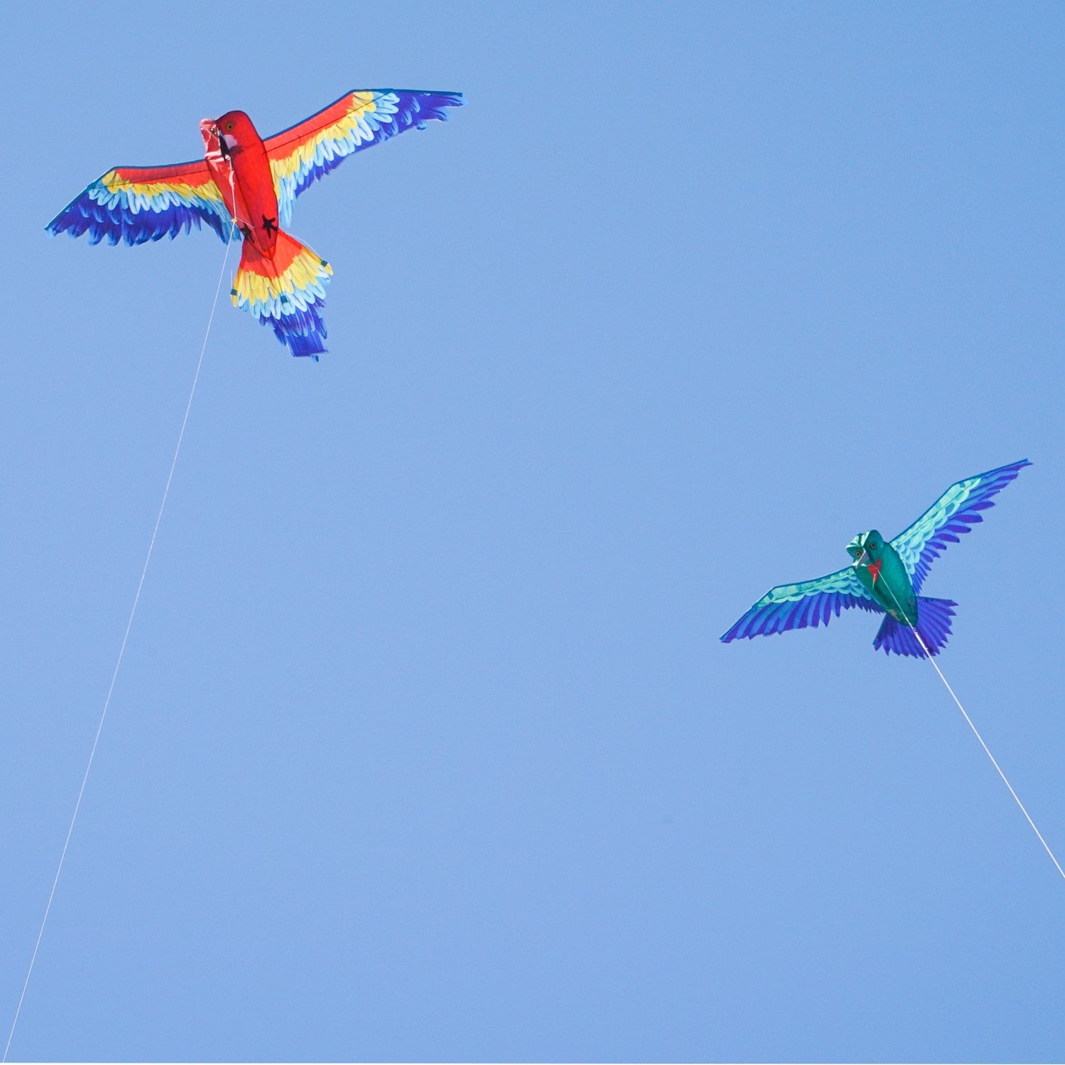 3D Scarlett Parrot Kite soaring in the sky, showcasing its vibrant colors and realistic design against a blue backdrop.