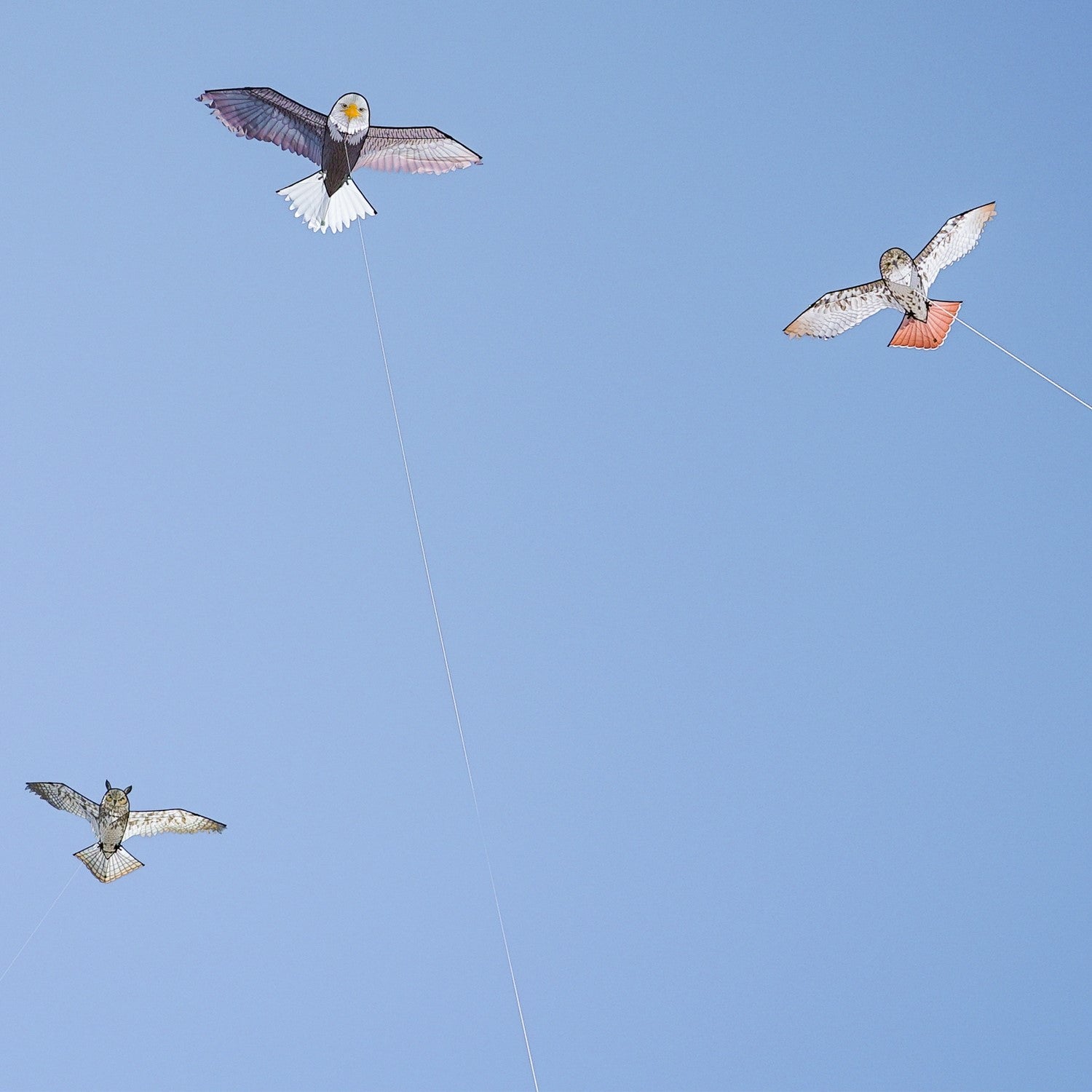 70-inch bald eagle kite with realistic design, perfect for outdoor fun in various wind conditions, easy to assemble and transport.