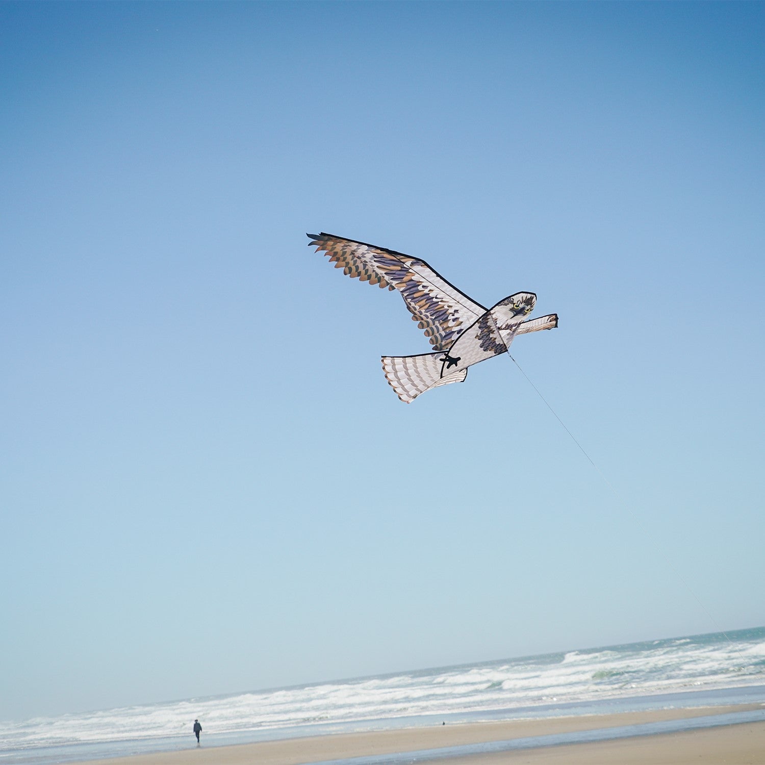 70-inch Osprey Kite with realistic detailing and colorful features soaring in the sky against a blue background.