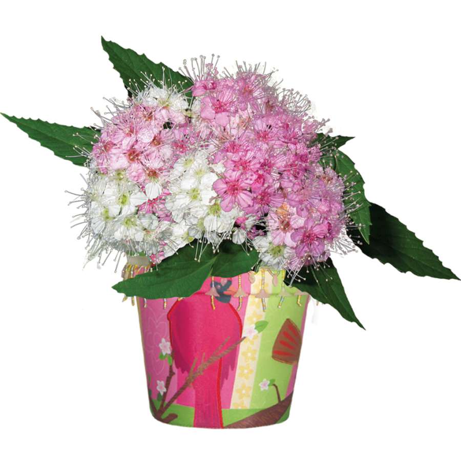 Cardinal Chorus Flower Pot Cover featuring vibrant cardinal designs, displayed over a standard flower pot indoors in a bright room.