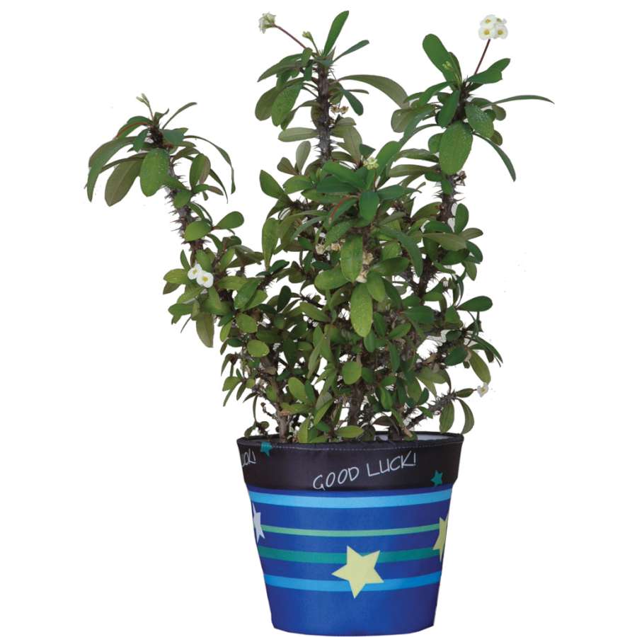 Flower Pot Cover - Good Luck displayed on an indoor plant pot with vibrant colors, suitable for adding charm to living spaces.